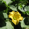 Jardins potagers